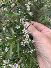 Sannantha pluriflora