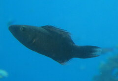 Oxycheilinus digramma