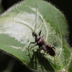 Rhynocoris venustus