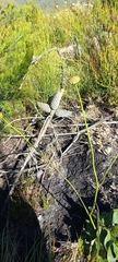 Hermas ciliata