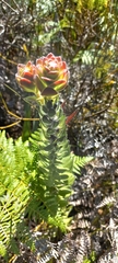 Mimetes pauciflorus