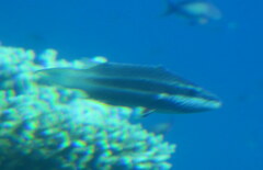 Oxycheilinus digramma