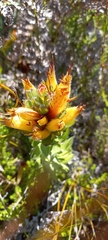 Mimetes pauciflorus