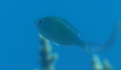 Chromis