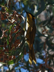Lichenostomus melanops