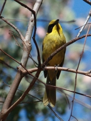 Lichenostomus melanops