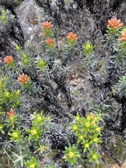 Ozothamnus