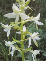 Platanthera