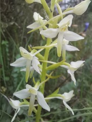 Platanthera