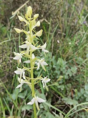 Platanthera