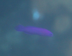 Pseudochromis fridmani