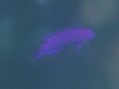 Pseudochromis fridmani