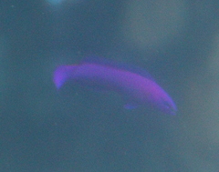 Pseudochromis fridmani