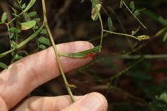 Acacia neriifolia