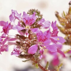 Levenhookia preissii