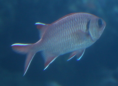 Myripristis