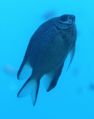 Amblyglyphidodon indicus