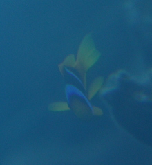 Amphiprion bicinctus