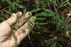 Acacia neriifolia