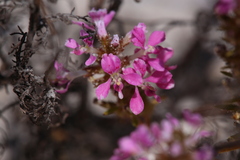 Levenhookia preissii