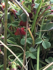 Oxalis peduncularis