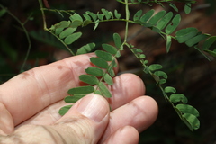 Acacia neriifolia