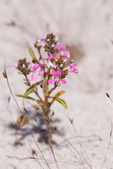 Levenhookia preissii