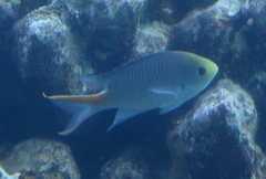 Neopomacentrus miryae