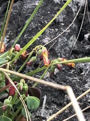 Oxalis peduncularis
