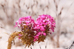 Levenhookia preissii