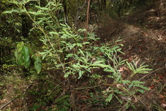Acacia neriifolia