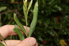 Acacia neriifolia