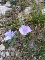 Linum lanuginosum