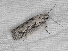 Ethmia semitenebrella