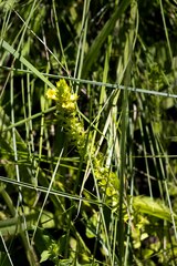 Alectra sessiliflora