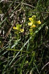 Alectra sessiliflora