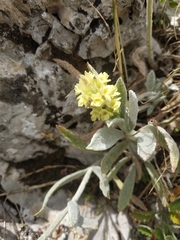 Sideritis catillaris