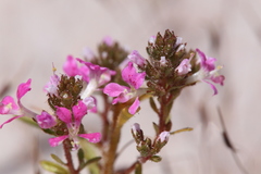 Levenhookia preissii