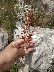 Rumex tuberosus