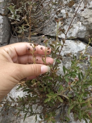Scrophularia rupestris