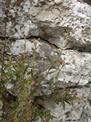 Scrophularia rupestris