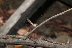 Suhpalacsa subtrahens