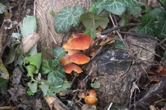 Flammulina velutipes