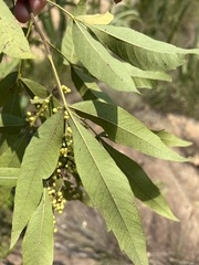 Searsia gerrardii