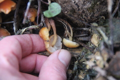 Flammulina velutipes