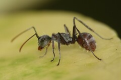 Polyrhachis bicolor