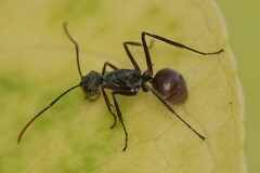 Polyrhachis bicolor