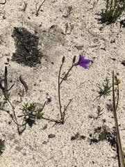 Thysanotus baueri