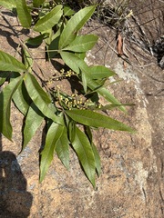 Searsia gerrardii