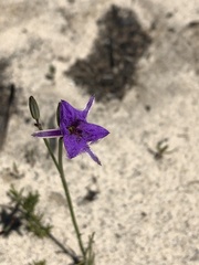 Thysanotus baueri